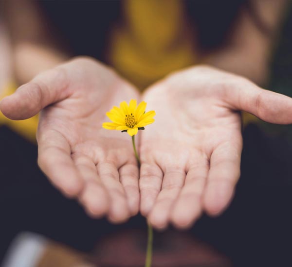 une fleur dans des mains
